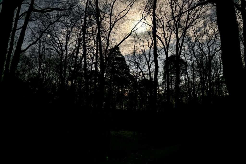 Sortie sensorielle nocturne en forêt près de Bourges proposée par Les Chemins Vers Soi avec David.